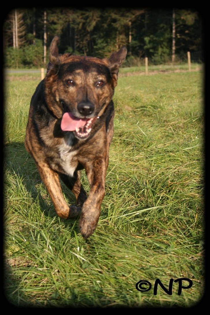 Blanding af racer Nala [Mor & Far's] billede 14