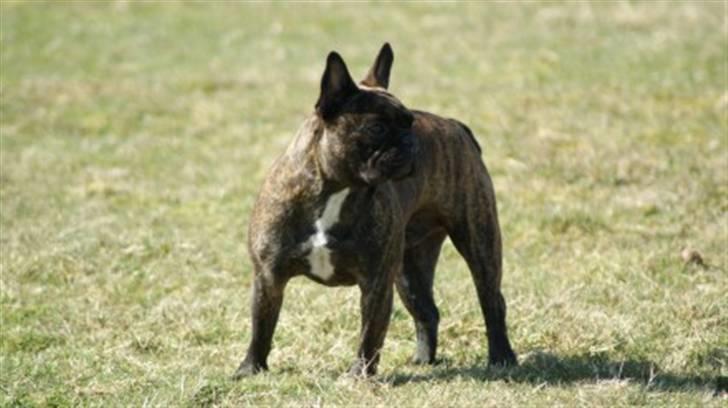 Fransk bulldog Tyson *Død* billede 3