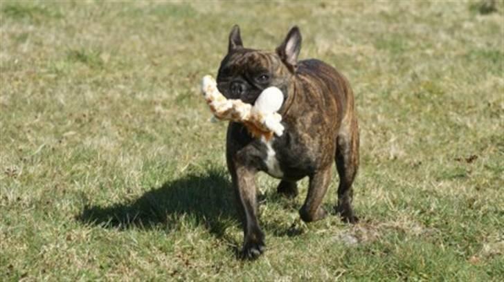 Fransk bulldog Tyson *Død* billede 4