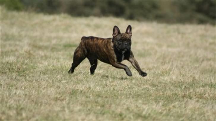 Fransk bulldog Tyson *Død* billede 5