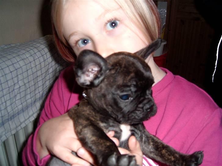 Fransk bulldog Tyson *Død* billede 6