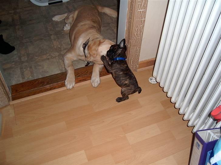 Fransk bulldog Tyson *Død* billede 7