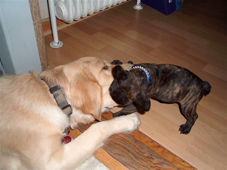 Fransk bulldog Tyson *Død* billede 8