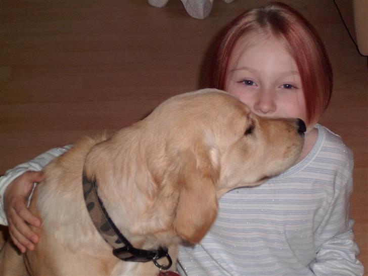 Golden retriever * Molly * billede 15