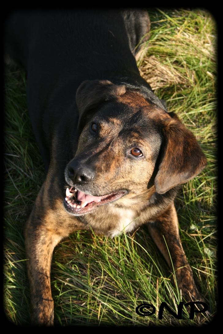 Blanding af racer Nala [Mor & Far's] billede 15