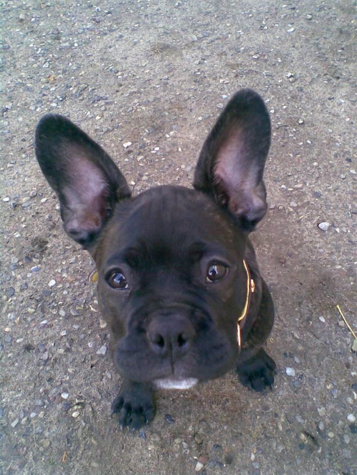 Fransk bulldog Hannibal billede 16