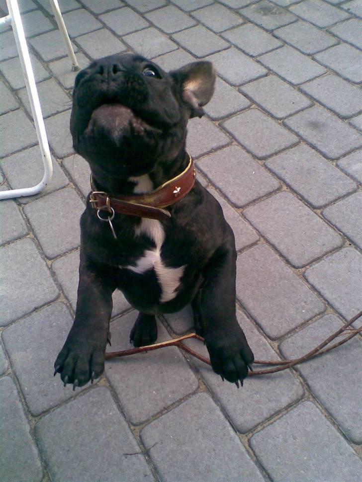 Fransk bulldog Hannibal billede 17