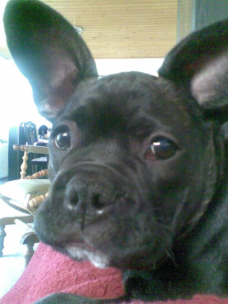 Fransk bulldog Hannibal billede 18