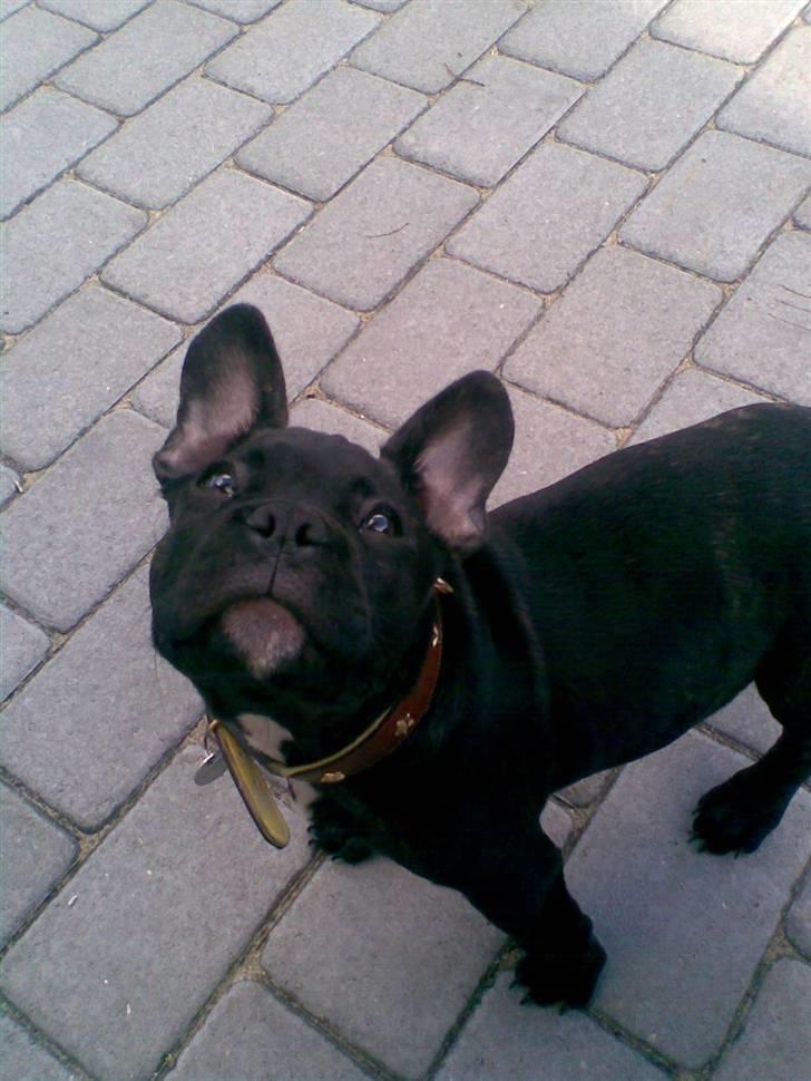 Fransk bulldog Hannibal billede 19