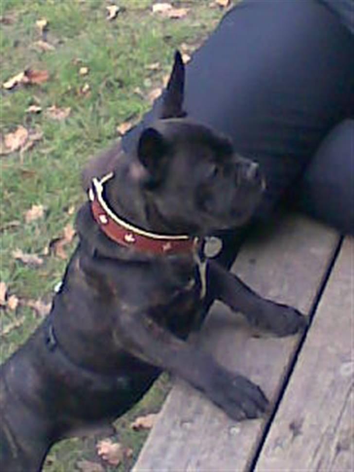 Fransk bulldog Hannibal billede 20