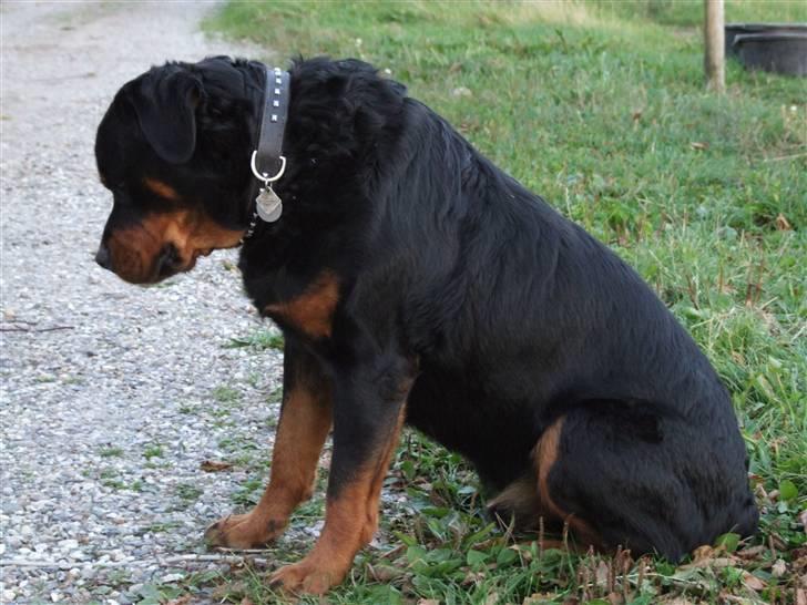 Rottweiler Tais - Har fået øje på et insekt..... Åhhh nej. Bare det ikke springer på mig og spiser mig. Jeg er bange for små kryb, lige som min mor. billede 6