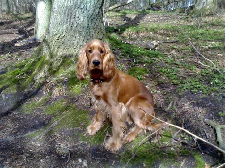 Cocker spaniel Sille - Endelig forår................ billede 1