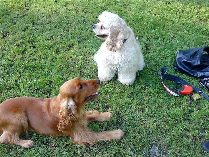 Cocker spaniel Sille - Sille og kæreste Joey billede 2