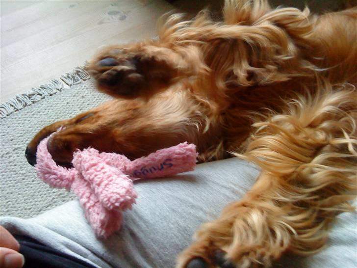 Cocker spaniel Sille - Jeg vandt :-) billede 3