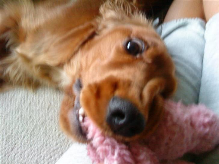 Cocker spaniel Sille - Grrrrrr........den skal dø billede 4