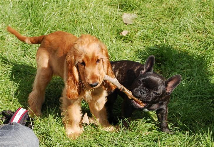 Cocker spaniel Sille - Lege-hygge på fjordmarken billede 5