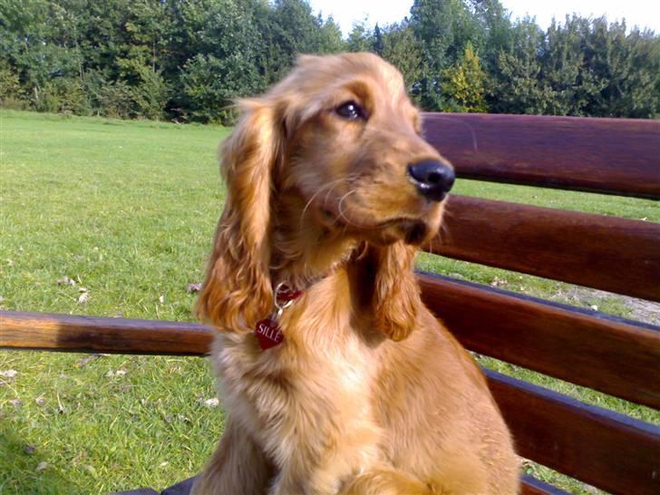 Cocker spaniel Sille - Lidt kongelig har man vel lov at være billede 6