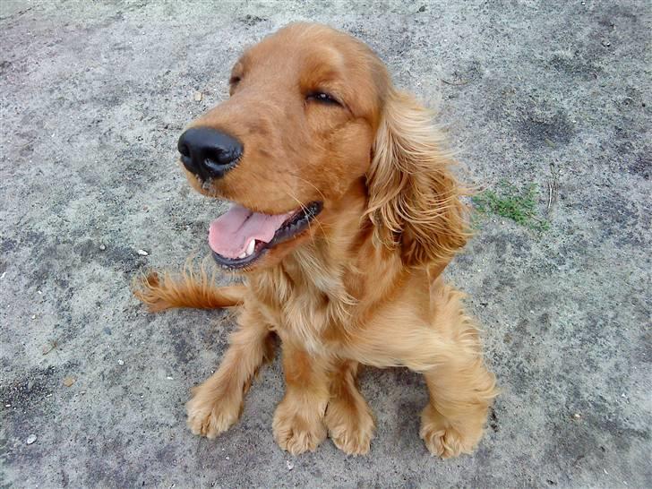 Cocker spaniel Sille - Ha ha ha ha billede 7