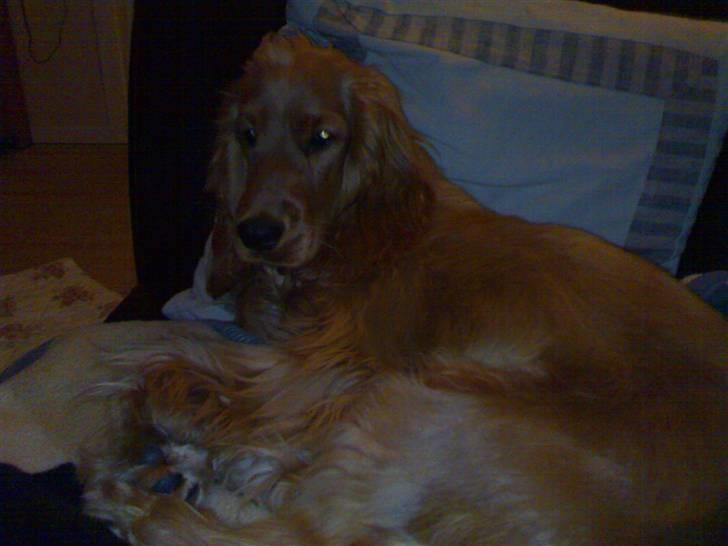 Cocker spaniel Sille - Der puttes lige i sofaen billede 8
