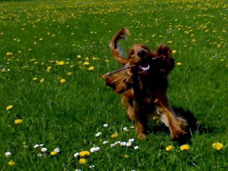 Cocker spaniel Sille - Dejligt det her sne....jubiiiii billede 9