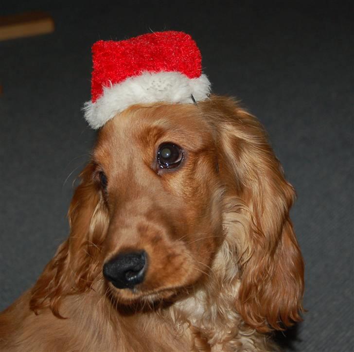 Cocker spaniel Sille - Nissepigen sille billede 10