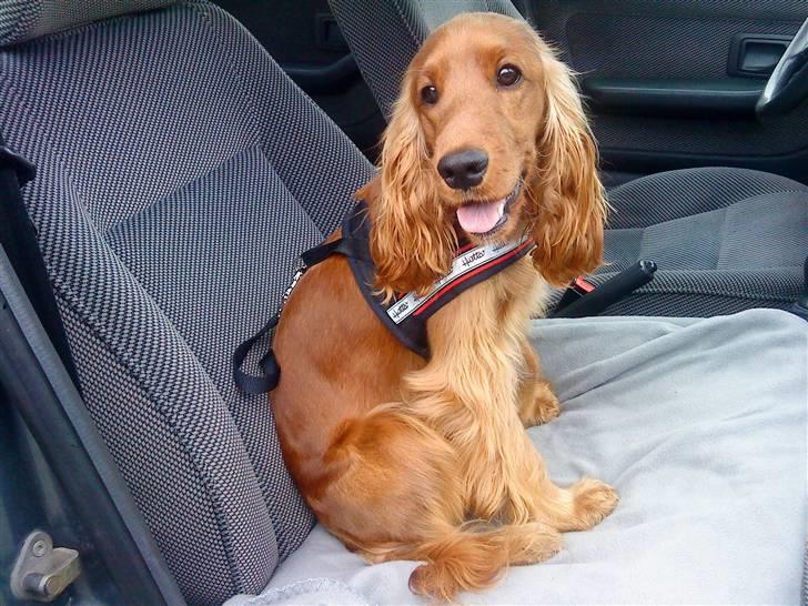 Cocker spaniel Sille - Yeah........så skal vi ud og køre billede 11