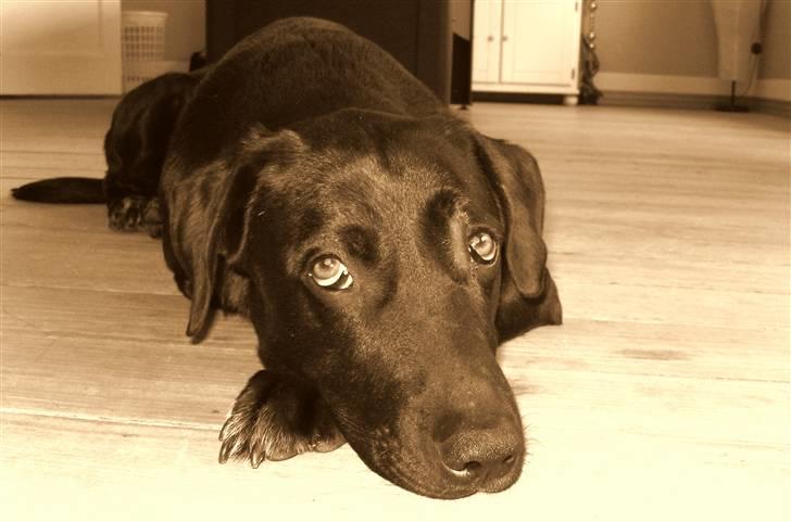 Blanding af racer Pepper <3 † Himmelhund † <3 - Det mig ! :D billede 6