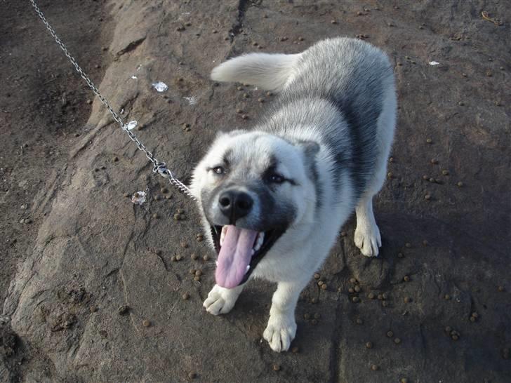 Grønlandshund malou - her er så malou på en glad dag som altid billede 1