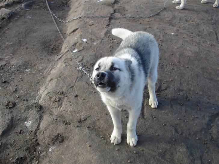 Grønlandshund malou - samme sted billede 2