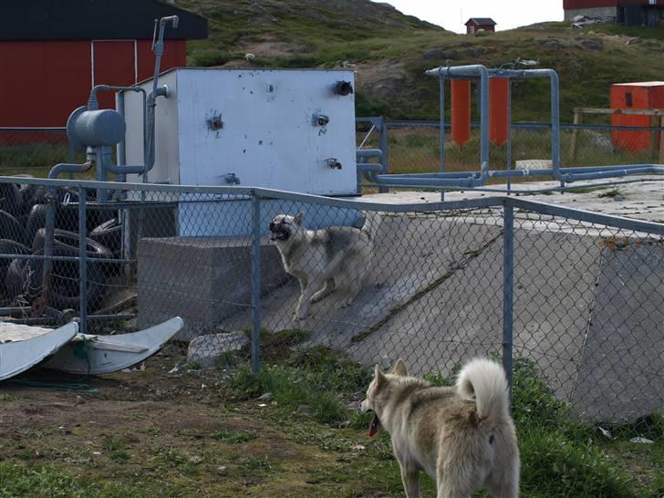 Grønlandshund malou - her er hun ifer med at hoppe ud af sin går det er hendes mor man kan se i baggundn billede 3
