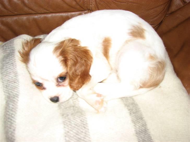 Cavalier king charles spaniel Nynne billede 9