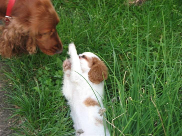 Cavalier king charles spaniel Nynne - Nynne og Bella billede 10