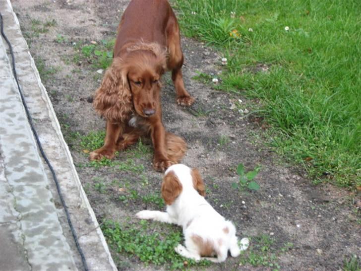 Cavalier king charles spaniel Nynne - Nynne og Bella leger :) billede 11