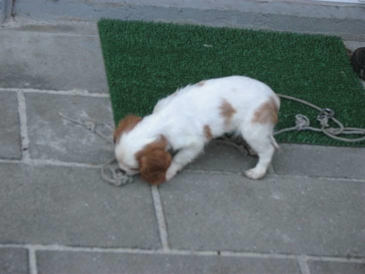 Cavalier king charles spaniel Nynne billede 12