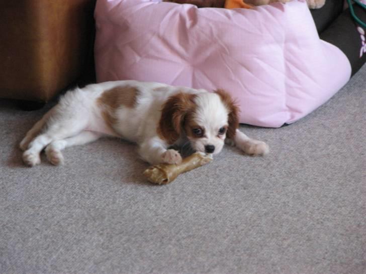 Cavalier king charles spaniel Nynne billede 13