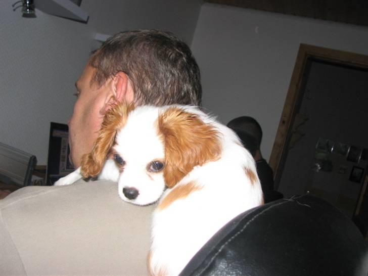 Cavalier king charles spaniel Nynne - Hyggeligt med en slapper ;) billede 14