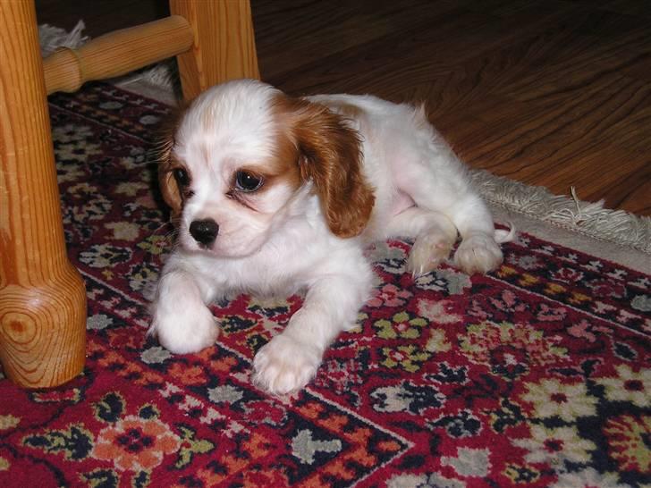 Cavalier king charles spaniel Nynne - Her havde vi næsten lige fået hende  billede 15