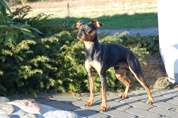 Dvaergpinscher Curtis billede 1