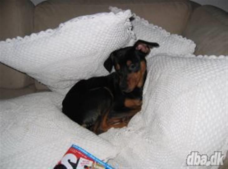 Dvaergpinscher Curtis - Dejlig Dejlig... billede 2