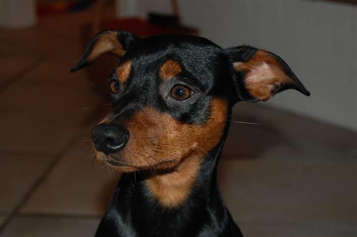 Dvaergpinscher Curtis billede 3