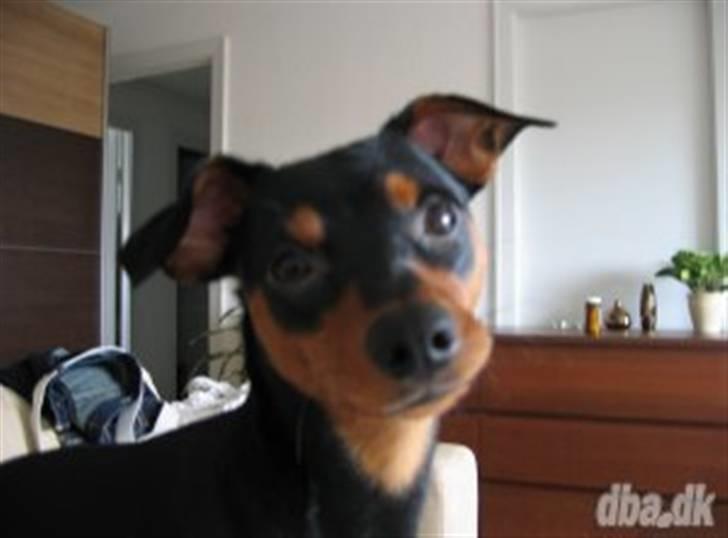 Dvaergpinscher Curtis - SMIIL!! billede 4