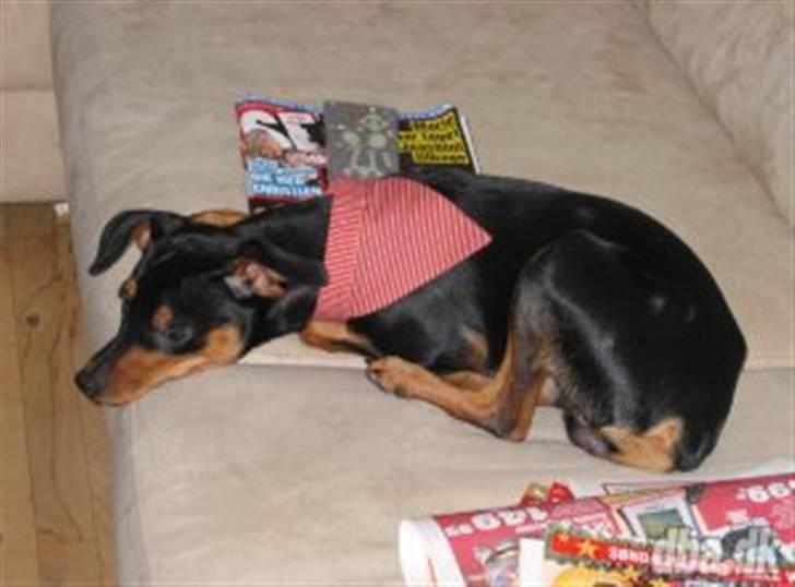 Dvaergpinscher Curtis billede 5