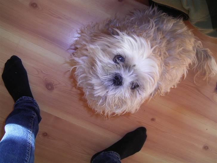 Shih tzu Fjante (død) billede 20