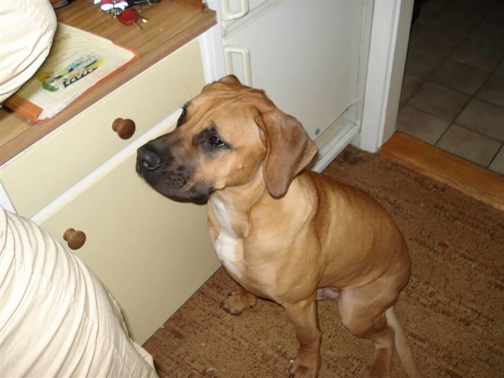 Blanding af racer Balder billede 10