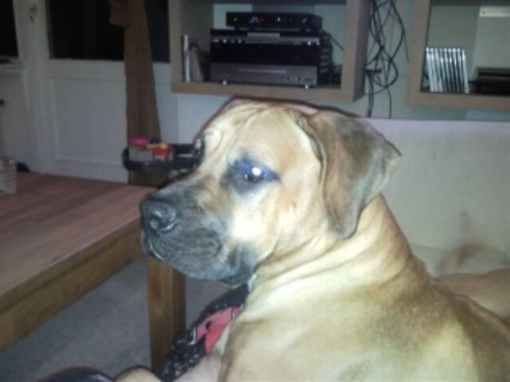 Blanding af racer Balder billede 11