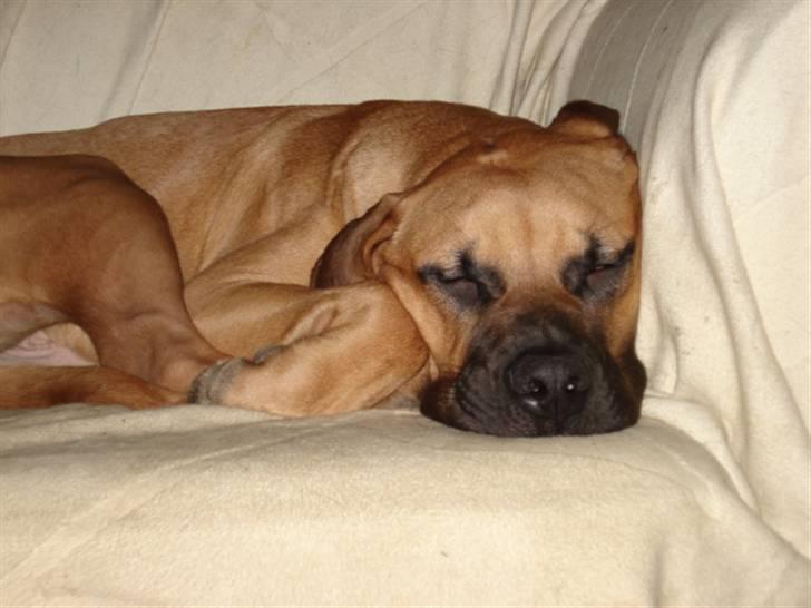 Blanding af racer Balder billede 12