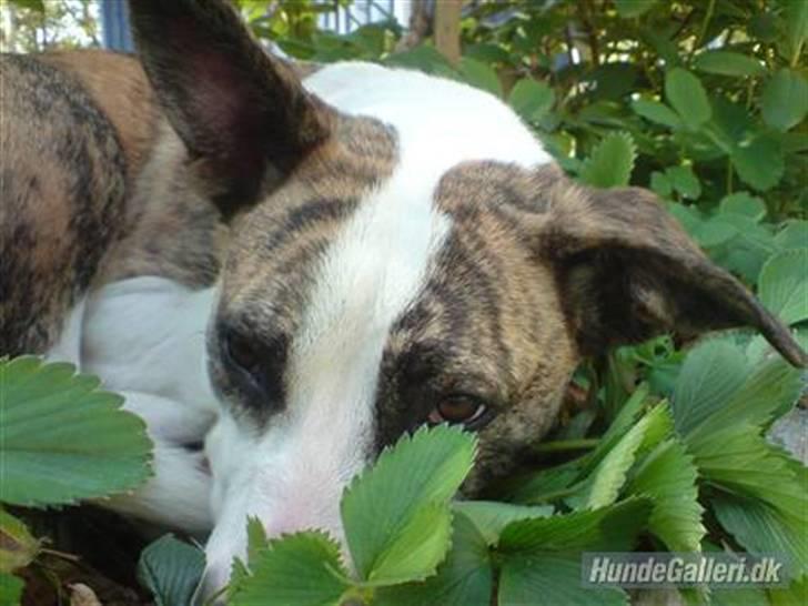 Blanding af racer amstaff/mutte Mille* - 14 mdr. billede 17