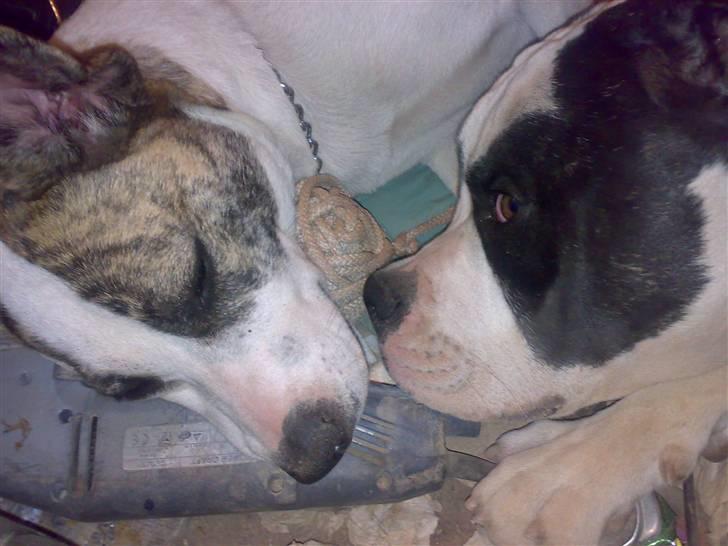 Blanding af racer amstaff/mutte Mille* - "Mig og min bedste ven Batman" Mille 15 mdr. Batman 7 mdr. billede 18