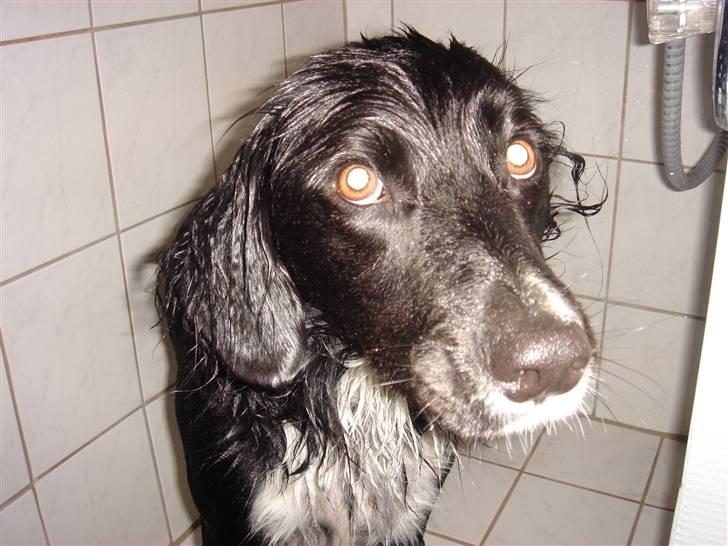 Blanding af racer snuske - ejjjjjjjj nu har de vasket mig igen  billede 6