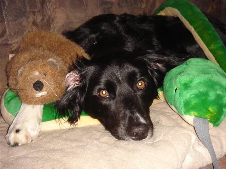 Blanding af racer snuske - snuske med hans ynglings bæver billede 7